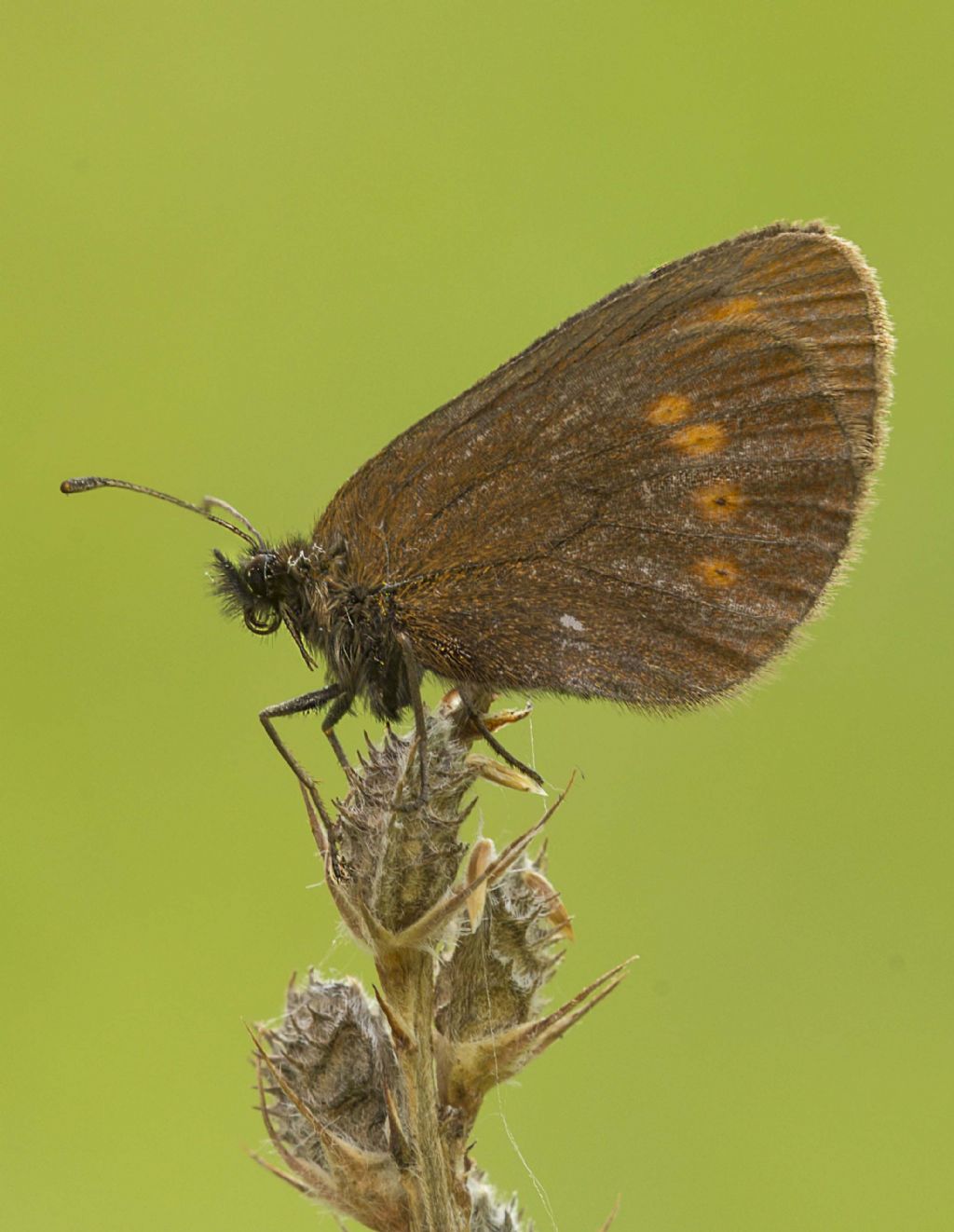Identificazione farfalla: Erebia melampus - Nymphalidae